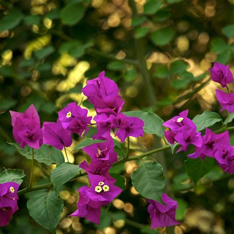 bokeh bracts | Bougainvillea spectabilis var. Brasiliensis | DarinAZ | Flickr