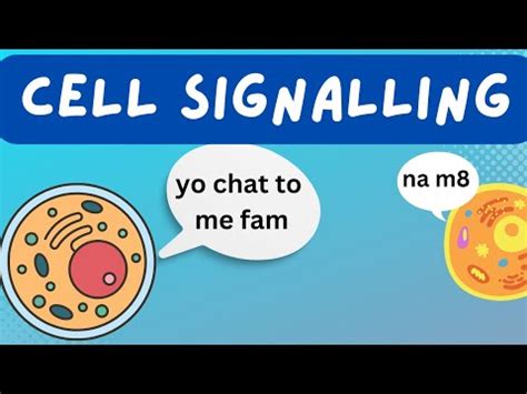 Cell Signaling : Types - Juxtacrine, Paracrine, Synaptic, Endocrine Signalling Pathways - YouTube