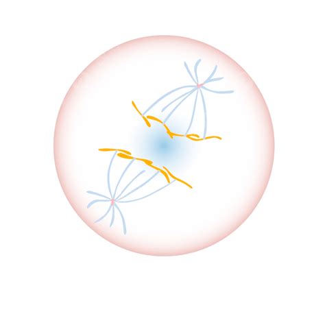 Mitosis Vector Art PNG, Anaphase Part Of The Mitosis Cell Cycle Scheme, Education, For, Isolated ...