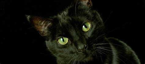 Gatos Negros, Mitos y Peculiaridades - Gatopedia.es