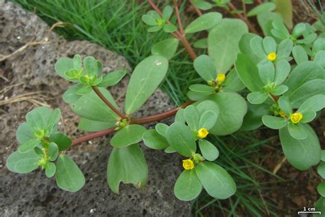 Clinical Trial: Purslane (Portulaca oleracea), an edible plant, lowers blood sugar in diabetes ...