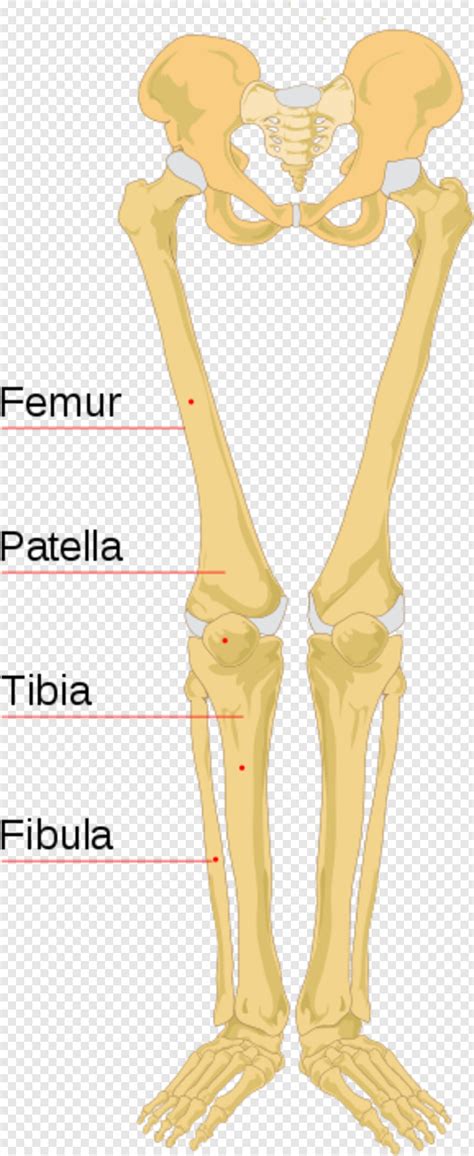 Human Leg Bone Anatomy ~ Leg Bone Lower Bones Tibia Fibula Femur Thigh ...