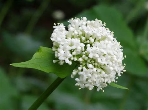 Valerian Flower [Complete Guide] | Family Food Garden