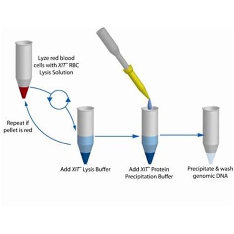 Extract DNA from Whole Blood | XIT™ Genomic DNA from Whole Blood