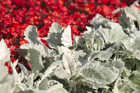 Dusty Miller: Plant Care & Growing Guide