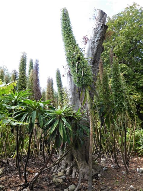 VENTNOR BOTANIC GARDEN – BRITAIN’S HOTTEST GARDEN, UK