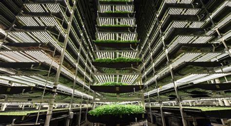 Kheir Al-Kodmany Quoted In Article On Kimbal Musk And Vertical Farming | College of Urban ...