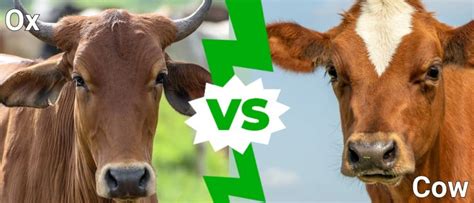 Ox vs Cow: What Are the Differences? - IMP WORLD