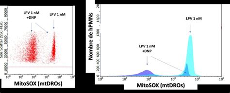 Fluorescence du MitoSOX associée à l'action de 1 nM de LPV à 1 h avec ...