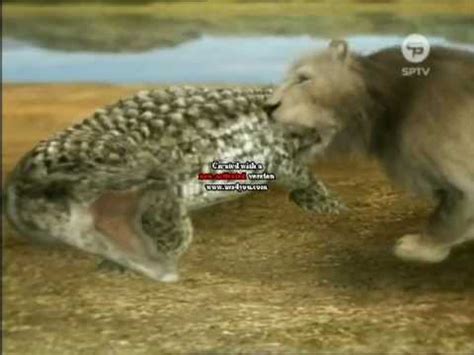 LION vs CROCODILE FIGHT!!!!!!! must watch! HD - YouTube