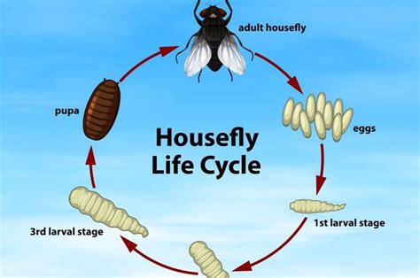 Tahapan Proses Metamorfosis Nyamuk dan Lalat, Beserta Persamaannya - Bobo