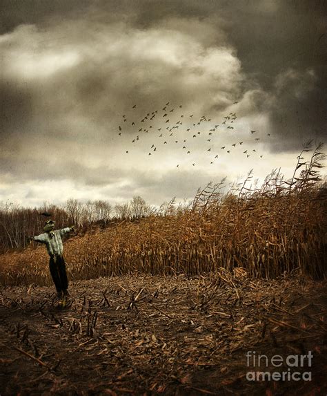 Scarecrow in autumn corn field Photograph by Sandra Cunningham | Fine Art America