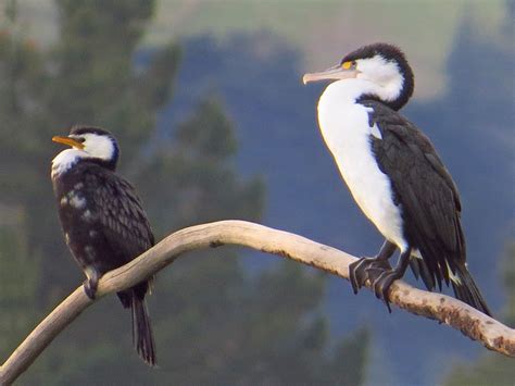 Pied Cormorant - eBird