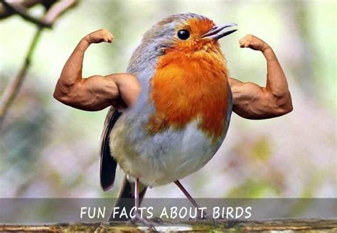 Fun Facts About Birds Read The Top 42 Insights About Birds