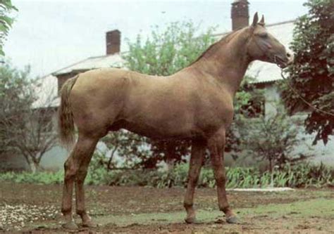 10 Horse Breeds Which No Longer Exist