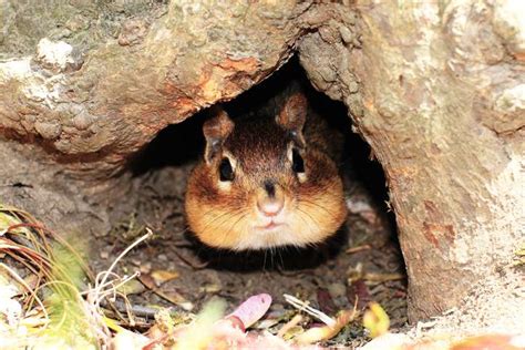 Identifying and Filling Chipmunk Holes | Outdoor Pests