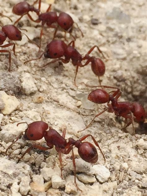 Pin on Ants