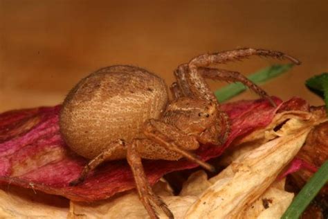 Brown Crab Spiders | The Backyard Arthropod Project