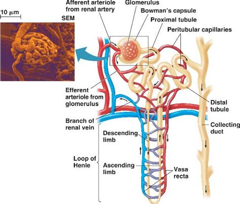 nephron_function.html 44_14eMamExcrSysFiltrate-L.jpg