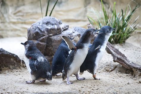 Penguins: Species, Habitat, Diet & Other Facts