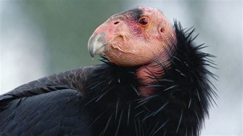 Endangered California Condors Seen in Sequoia National Park For First Time in 50-Years - SnowBrains