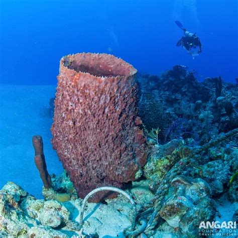 Giant Barrel Sponge (Xestospongia muta) - ANGARI Foundation