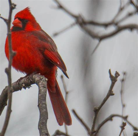 Cannundrums: Northern Cardinal - Texas