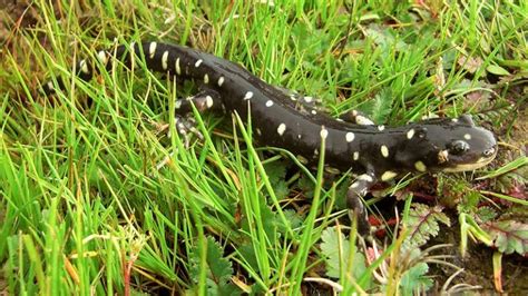 Salamander - Facts, Habitat, Life Cycle, Diet and Pictures