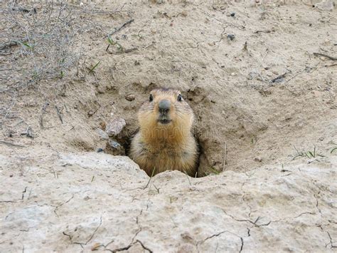 Groundhog after Hibernation, Baikonur, Kazakhstan Stock Image - Image of funny, ground: 136009667