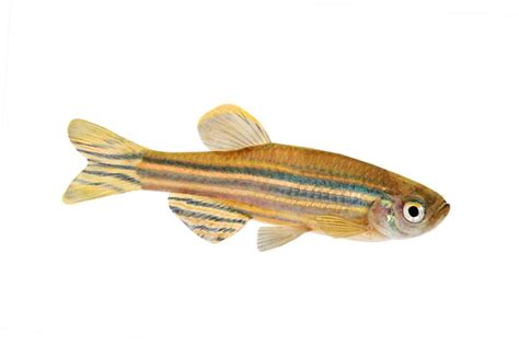 Zebra Danio Care Guide - Diet, Breeding & More » Petsoid