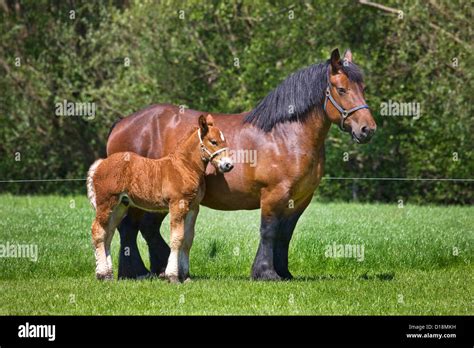 Foal and mare Belgian draft horse / Belgian Heavy Horse / Brabançon Stock Photo, Royalty Free ...