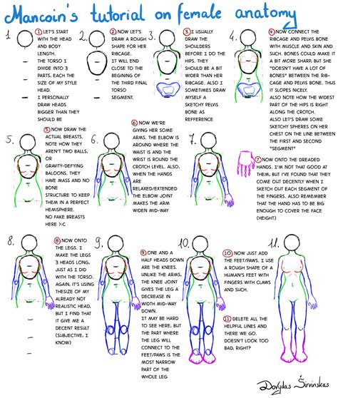 Tutorial on female anatomy For Beginners by Mancoin on DeviantArt