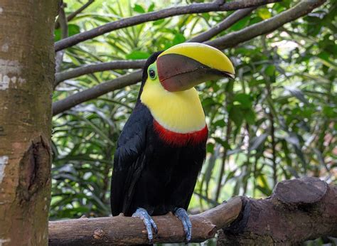 costa rica, wildlife, nature, rainforest, animal, tropical, toucan, colorful bird, parrot, bird ...