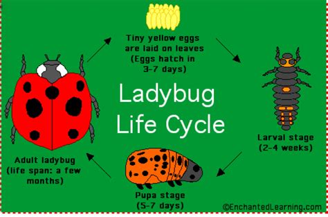 Ladybug Life Cycle Model