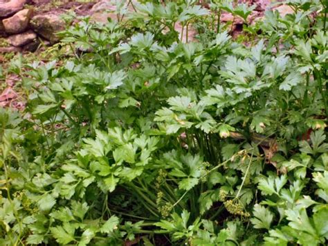 Parsley | Gardening With Angus