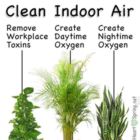 Houseplants for Air Purifying:Guide and Tips by Steve Chang