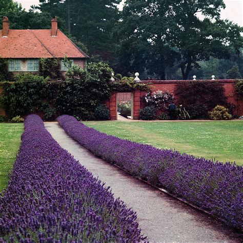 Lavender Border Photograph by Science Photo Library - Fine Art America