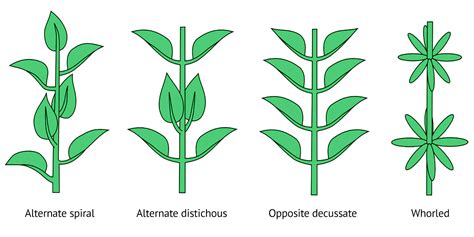 Everything you need to know about cannabis leaves - Sensi Seeds Blog