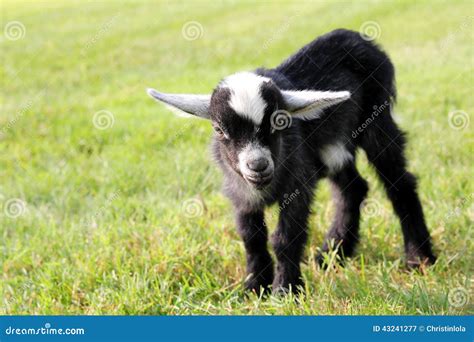 Cute Black Baby Goat Outside On The Farm Stock Photo - Image: 43241277