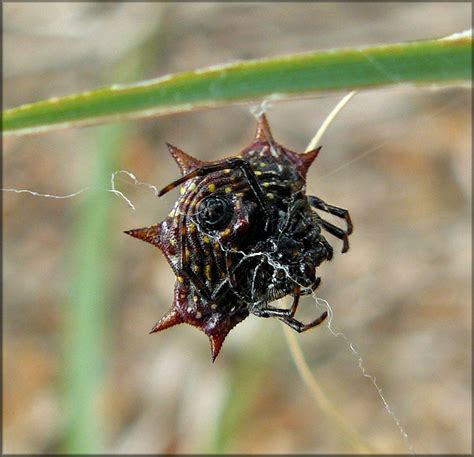 Spiny Orb Weaver Spider [Gasteracantha cancriformis]