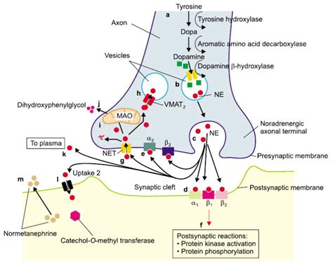 Norepinephrine transporter inhibitors and their therapeutic potential. - Abstract - Europe PMC