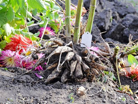 How to Store Dahlia Tubers - Backyard Boss