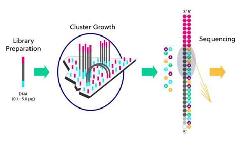 Next-generation sequencing (NGS) overview | iRepertoire, Inc.