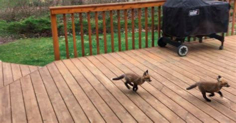 Cute Baby Foxes Playing In Grandma's Backyard Will Brighten Any Day