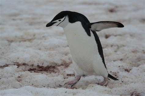 Chinstrap Penguin Facts, Habitat, Diet, Predators, Pictures