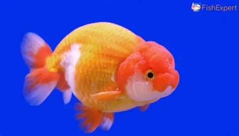 How Long Do Goldfish Live:11 Ways To Increase Goldfish Lifespan