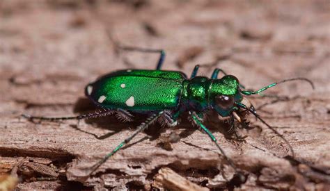 Illinois Natural History Survey: Green Tiger Beetle