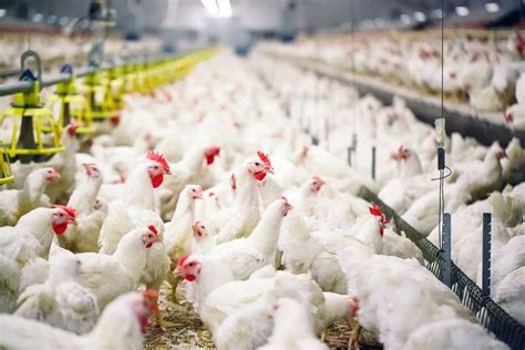 Start a Successful Broiler Chicken Production Business