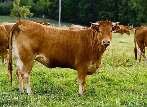 Brown cow, farm, cow, brown, grass, jersey, domestic, HD wallpaper | Peakpx