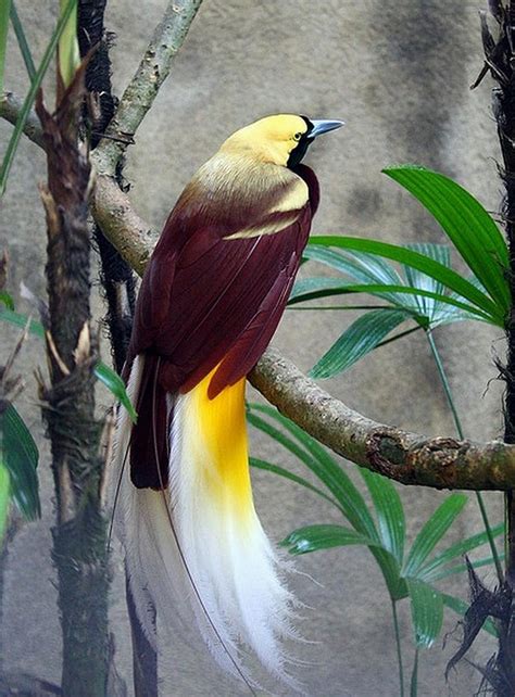 The Bali Bird Of Paradise | Basic Interesting Facts & Pictures | Beauty Of Bird